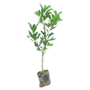 杨梅树树苗东魁杨梅树苗纯甜不酸大果黑炭杨梅庭院耐寒南北方种植