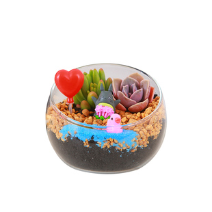 多肉微景观diy材料苔藓桌面生态瓶迷你盆栽植物手工摆件礼品套餐