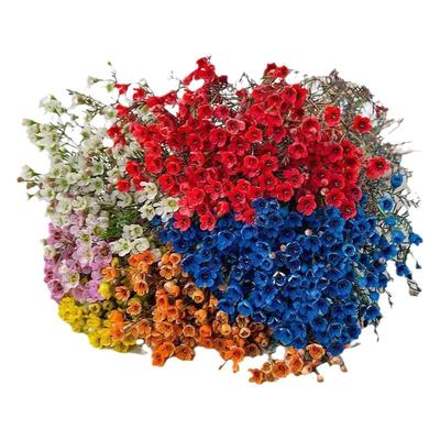 澳洲腊梅年宵花卉鲜花水培水养植物鲜切花干枝室内客厅喜庆摆件