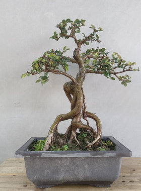 新品p榆树老桩微型盆景岭南树桩迷你四季常青阳台趣味清新盆栽精