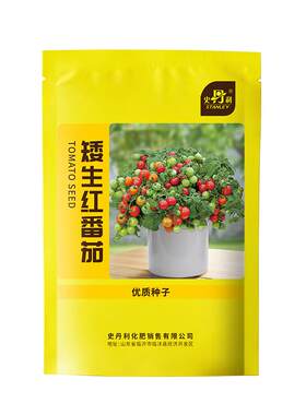 矮生番茄种籽脆甜多汁