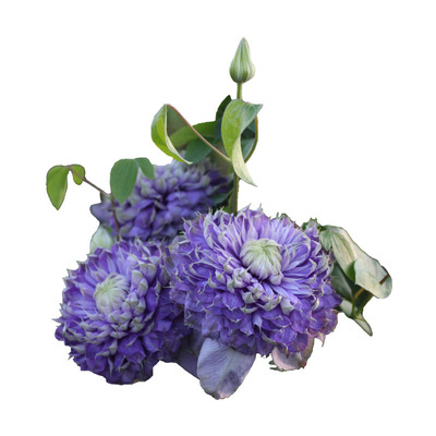 天狼铁线莲盆栽庭院阳台好养花卉爬藤攀援花卉垂吊植物