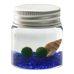 微景观生态瓶海藻球宠物marimo水藻绿植桌面迷你盆栽创意摆件礼物