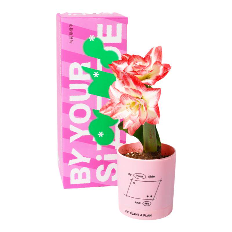 【生日礼物】pap朱顶红盆栽礼盒懒人室内植物升职加薪招桃花