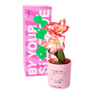 【三八礼物】pap朱顶红盆栽礼盒懒人室内植物升职加薪招桃花