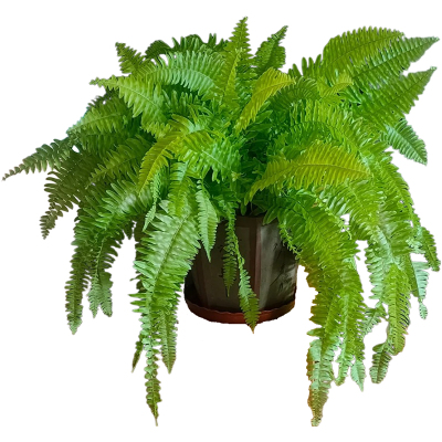 肾蕨盆栽室内鸟巢富贵彩虹蕨