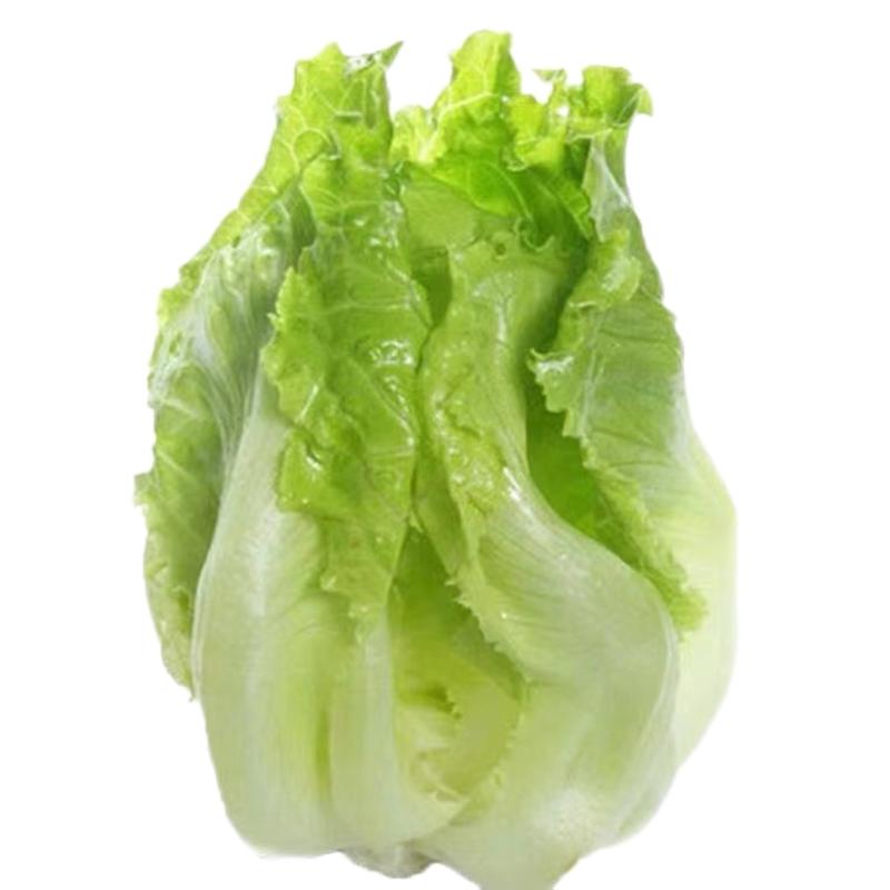 生菜秧苗奶油玻璃意大利生菜幼苗