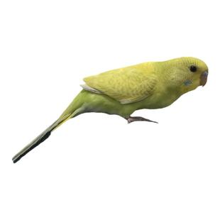 包活鸟活物说话鸟手养玄凤牡丹鹦鹉活体宠物鸟黄化玄凤原始灰虎皮