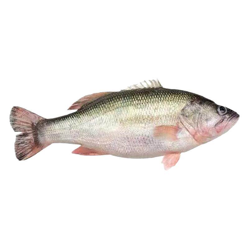 鲈鱼苗淡水养殖食用批发特大规格鲈鱼苗大口鲈鱼苗活鱼加州鲈鱼苗