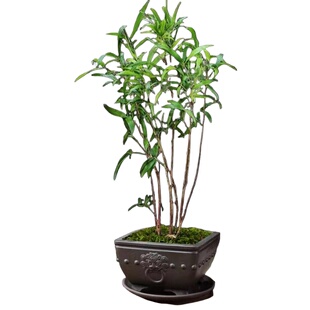 红寒竹红竹朱竹高档高端竹苗耐寒紫寒竹竹子室内阳台茶桌绿植