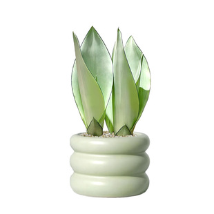 白玉虎皮兰盆栽绿植好养植物花卉特大号办公室内桌面情绪稳定盆景