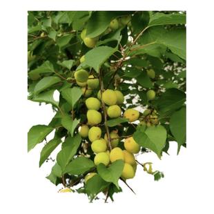 杏树 杏子 杏树苗 杏 杏子树苗 占地苗 砧木 山杏 实生苗 果树苗