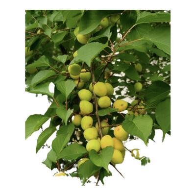 占地苗砧木山杏实生苗