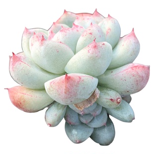 如梦令 白底 阿尔巴佳人多肉植物一物一拍单群生无砍办公绿植灵曦