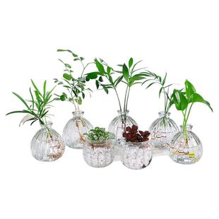 迷你小绿植罗汉松白掌红掌绿萝竹柏九里香网纹草盆栽水培植物小苗