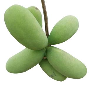 九月黄九月瓜9月黄果树福建浙江江西湖南重庆八月瓜果树果苗南方