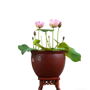 周劲松2026新【朱描淡绯】小型盆栽露阳台种植碗莲荷花种藕根茎苗