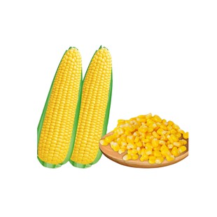 粤甜29号玉米种籽超甜高产水果玉米种子脆甜糯糯米春季杂交种孑