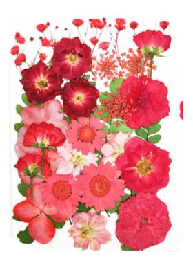 植物标本DIY手工贴画干花
