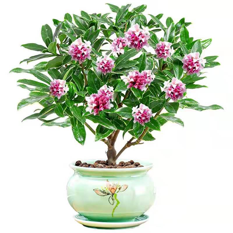 金邊瑞香花植物濃香型瑞香盆栽老樁瑞香大苗帶花包春節(jié)開花綠植花