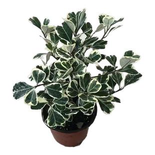 心叶榕锦 叶呈爱心三角榕进口花叶耐热金边心叶榕牛奶榕 非常好养