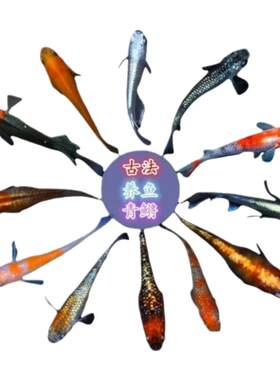 精品观背青锵5条4元送饲料好养