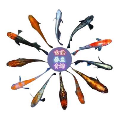 精品观背青锵5条4元送饲料好养