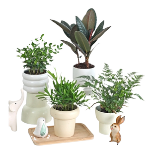 罗汉松花卉盆栽黑金刚橡皮树老桩造型盆景室内狼尾蕨桌面九里香