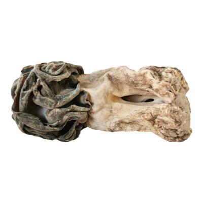 2025野生大蘑菇干货胡杨沙漠新疆巴楚野蘑菇皱柄羊肚菌巴楚菇500g