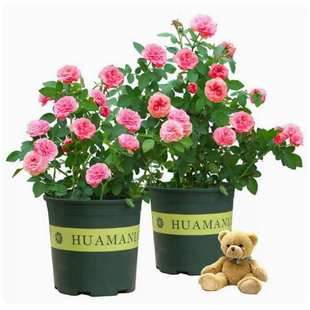 蔷薇花种子四季耐寒月季蔷薇花种籽易活室内室外阳台盆栽花卉种孑