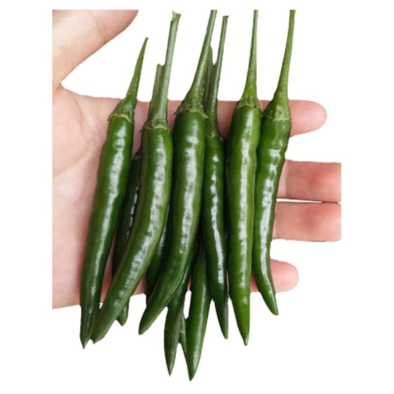 新鲜青辣椒特辣朝天小米泡椒蔬菜