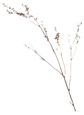 小豆枝仿真花摆件高枝枯树枝野果枝客厅餐桌装饰花假花束干枝花艺