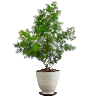 蓬莱松盆栽植物室内老桩花卉绿植净化空气好养活客厅迎客松小盆景