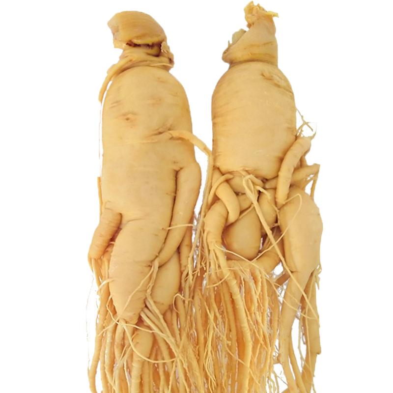 林下人参长白山人参鲜参泡酒500g