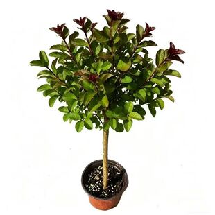 红火箭紫薇矮桩盆栽四季好养观叶植物绿植盆栽绿化工程树苗易成活