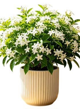 夜来香盆栽花树苗带花苞驱蚊绿植