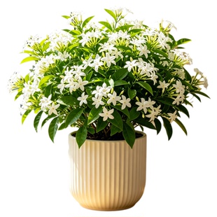 夜来香盆栽室内驱蚊驱虫植物带花苞树苗驱蚊驱虫阳台桌面花卉绿植