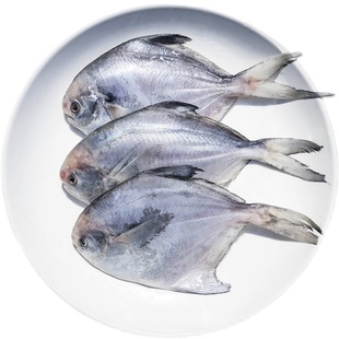 霞浦东海小船货流网野生白鲳鱼海捕天然银鲳宝宝辅食平鱼海鱼3斤