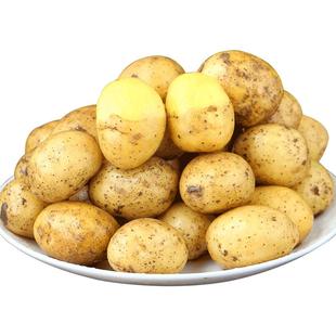 恩施小土豆10斤包邮农家正宗新鲜洋芋迷你黄心湖北马铃薯蔬菜整箱