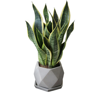 三棵装虎皮兰盆栽金边虎尾兰 净化空气桌面绿植 室内植物卧室