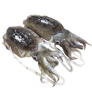 新鲜大墨鱼鲜活冷冻墨鱼仔超大生鲜水产海鲜乌贼目鱼整只舟山特产