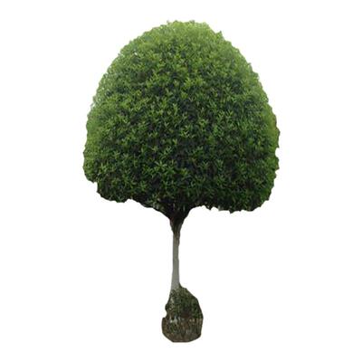 地栽易活丹桂浓香型树苗花卉植物