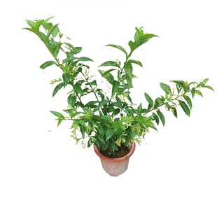 夜来香花树苗九里香夜来香盆栽花卉植物室内驱蚊花苗浓香四季开花