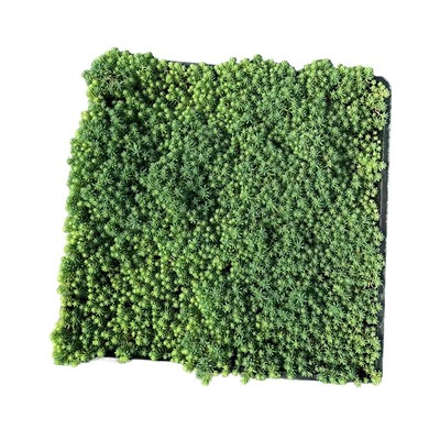 中华景天耐旱耐热绿植