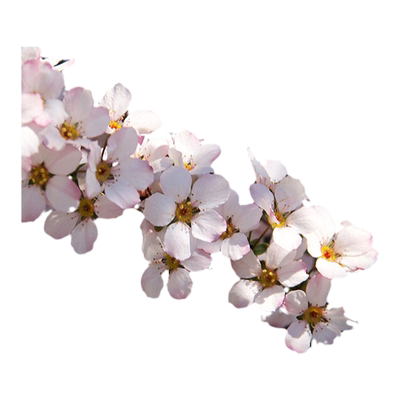 海妈家雪柳盆栽带花苞发货