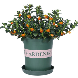 金鱼花吊兰植物室内办公室绿植客厅家养花卉盆栽易活耐阴四季好养