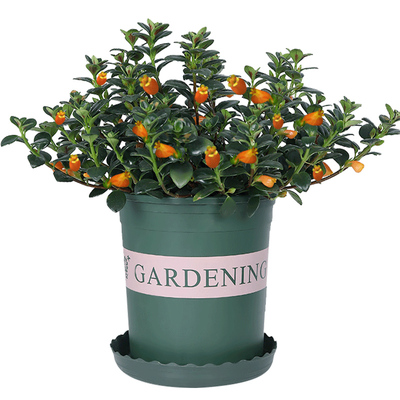 绿植办公室客厅易活耐阴四季吊兰