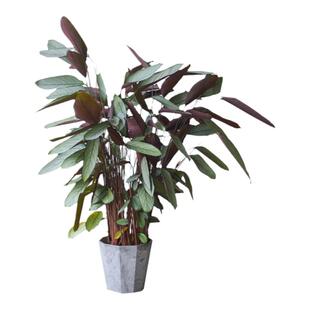 PHYSIS飞羽竹芋新飞羽室内大型盆栽好养懒人植物ins北欧风