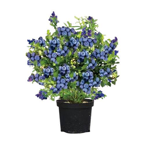 樱桃/车厘子盆栽