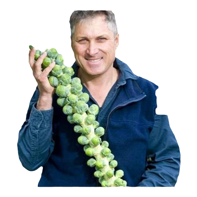 孢子甘蓝种子四季好养活